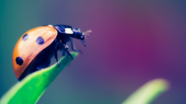 slide lichaamsgerichte psychotherapie