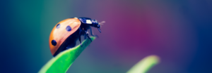 lichaamsgerichte psychotherapie
