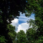 tree-220664